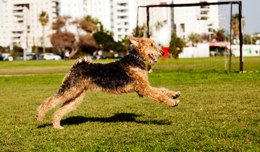 I pericoli dei collari per cani